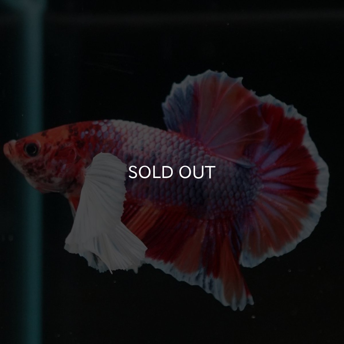 画像6: HMPK　キャンディダンボ (6)