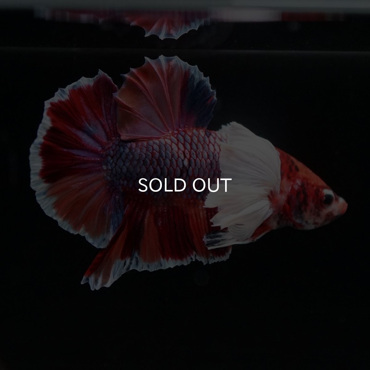 画像5: HMPK　キャンディダンボ (5)