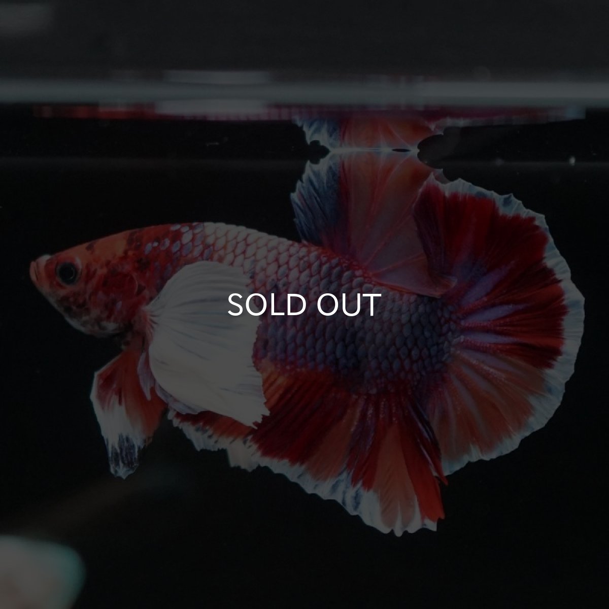 画像4: HMPK　キャンディダンボ (4)