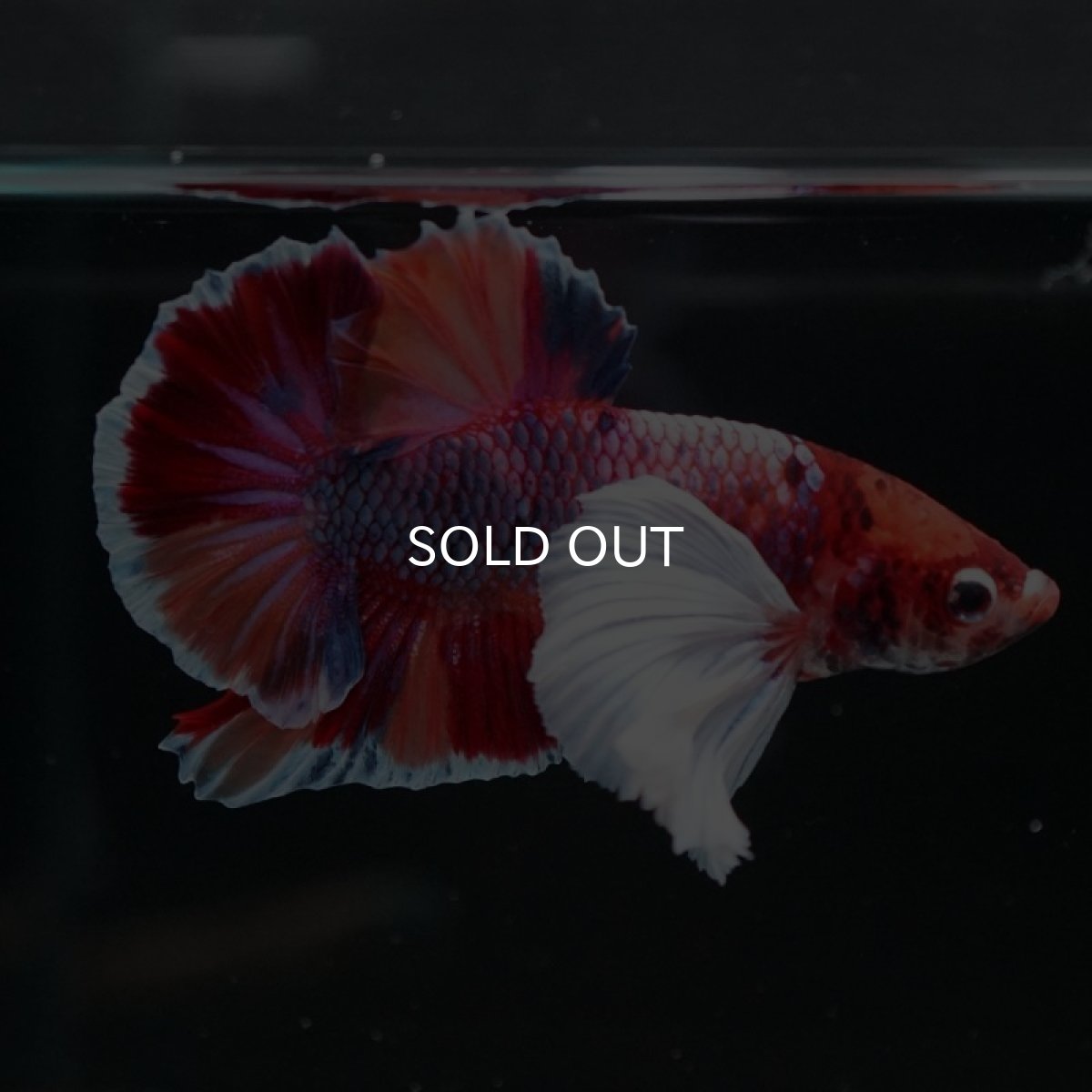 画像3: HMPK　キャンディダンボ (3)