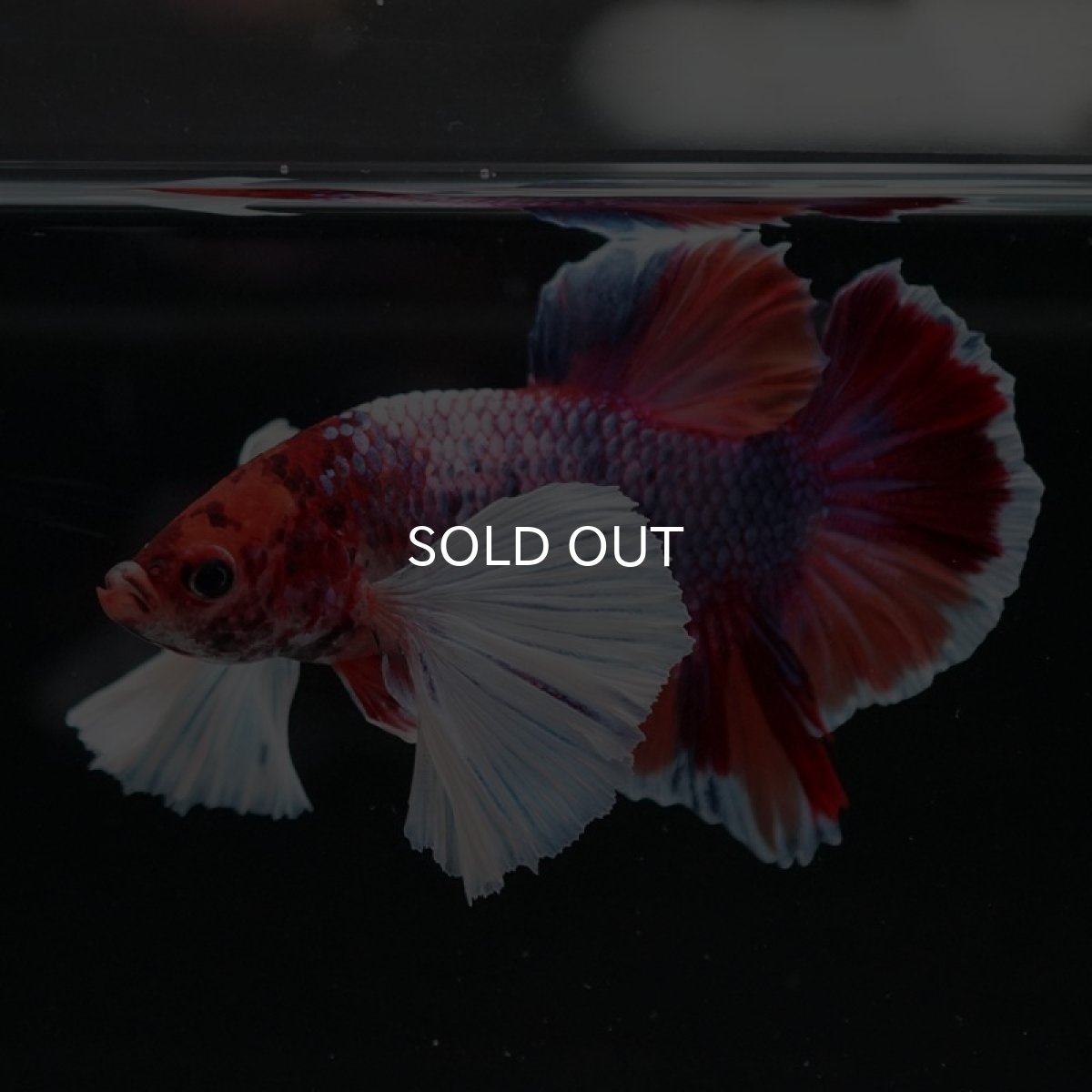 画像2: HMPK　キャンディダンボ (2)