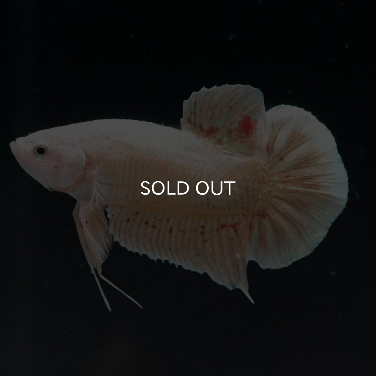 画像5: HMPK　ゴールドバンダ (5)