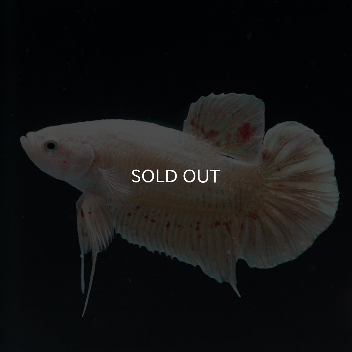 画像10: HMPK　ゴールドバンダ (10)