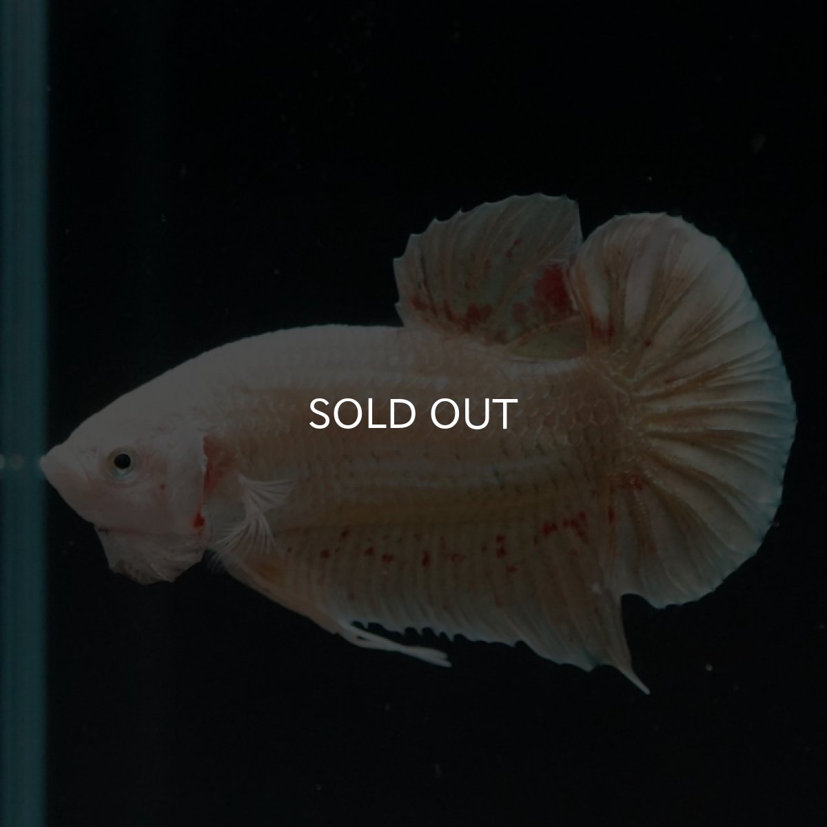 画像9: HMPK　ゴールドバンダ (9)