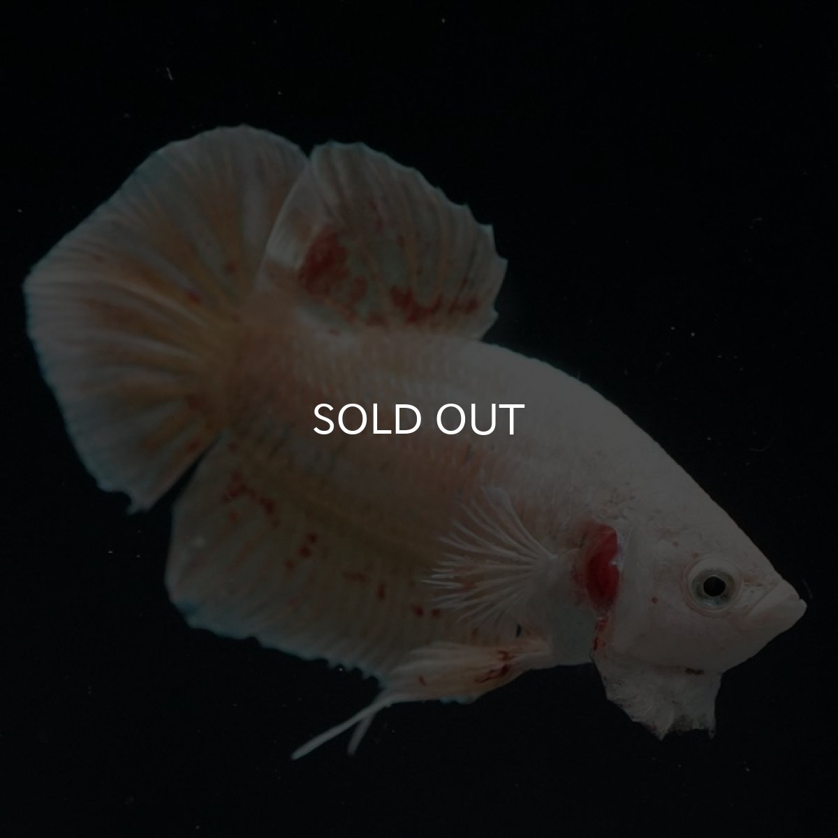 画像2: HMPK　ゴールドバンダ (2)