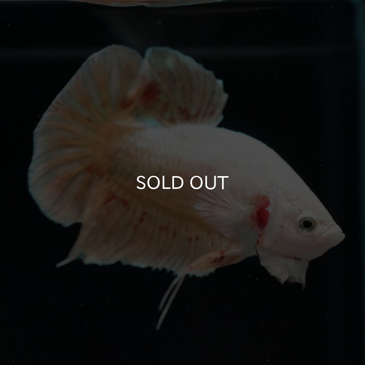 画像8: HMPK　ゴールドバンダ (8)