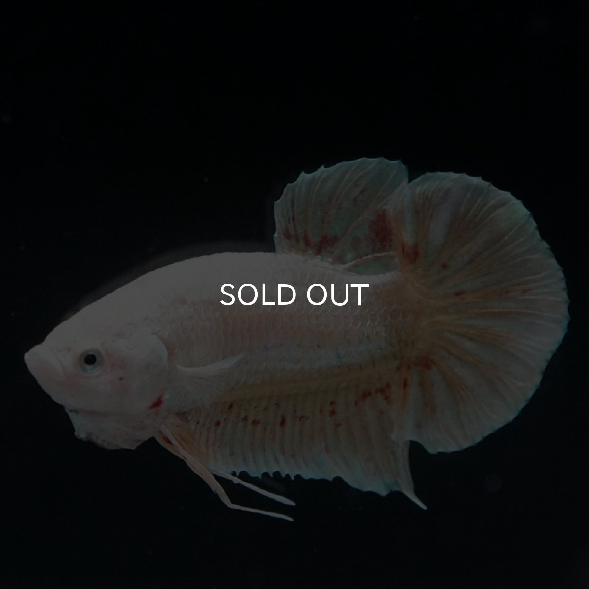 画像6: HMPK　ゴールドバンダ (6)