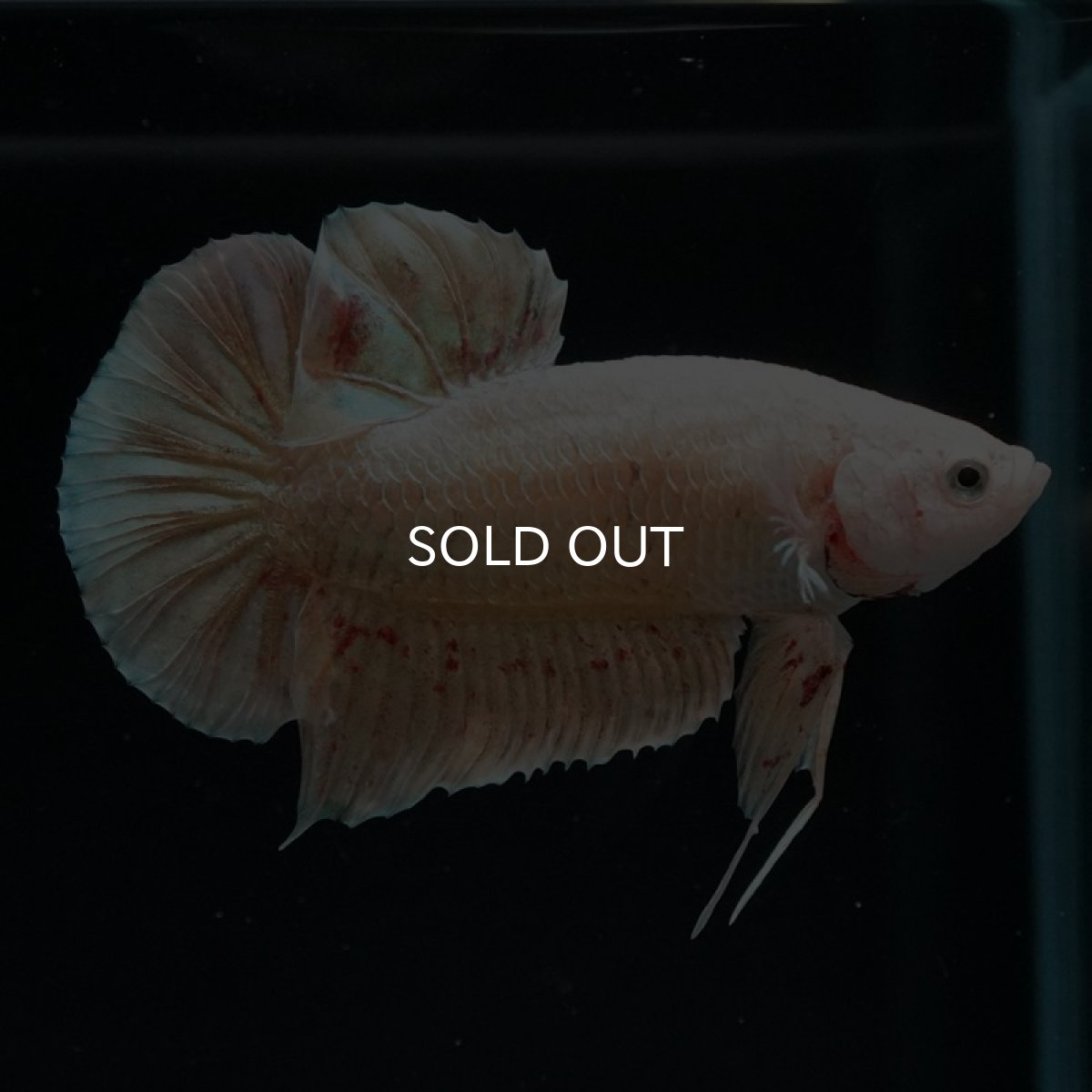 画像4: HMPK　ゴールドバンダ (4)