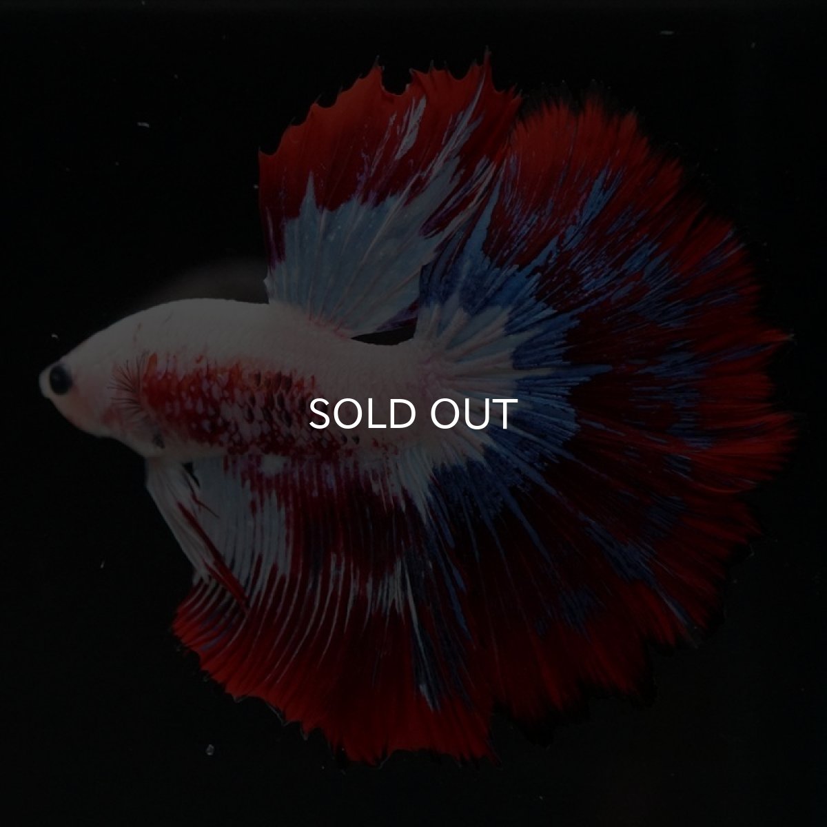 画像5: HM ホワイトファンシー (5)