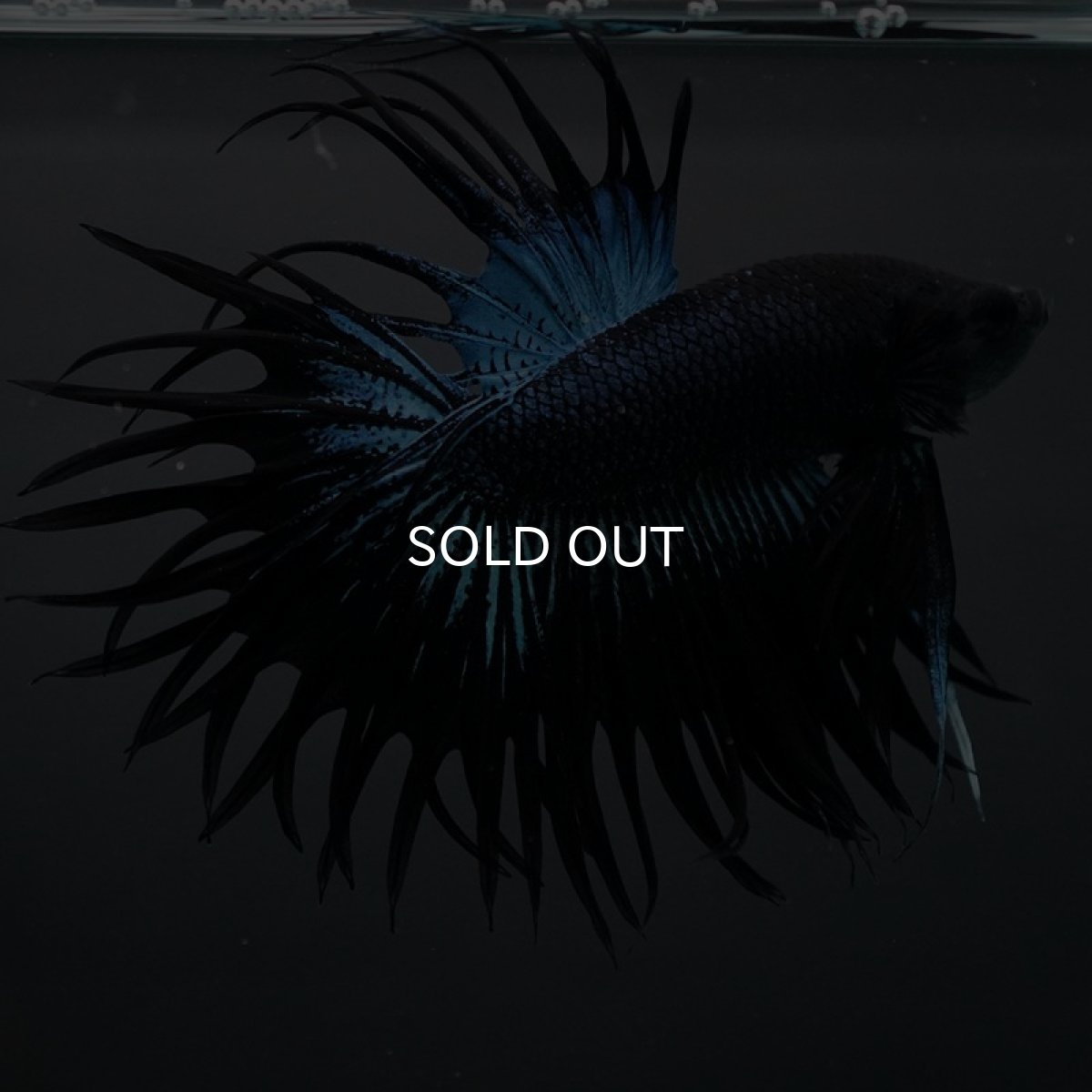 画像7: CT キングクラウン ブラックオーキット (7)