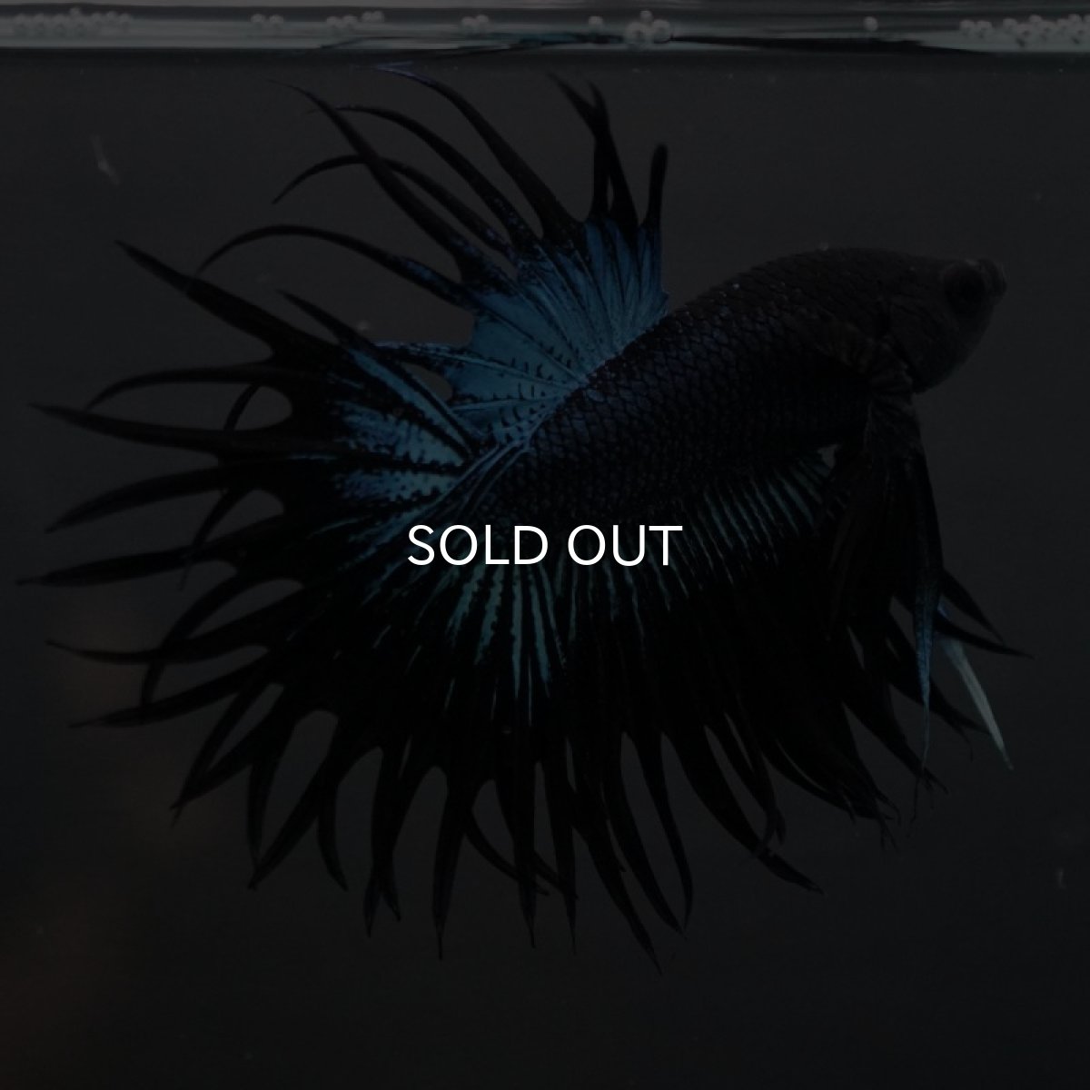 画像6: CT キングクラウン ブラックオーキット (6)