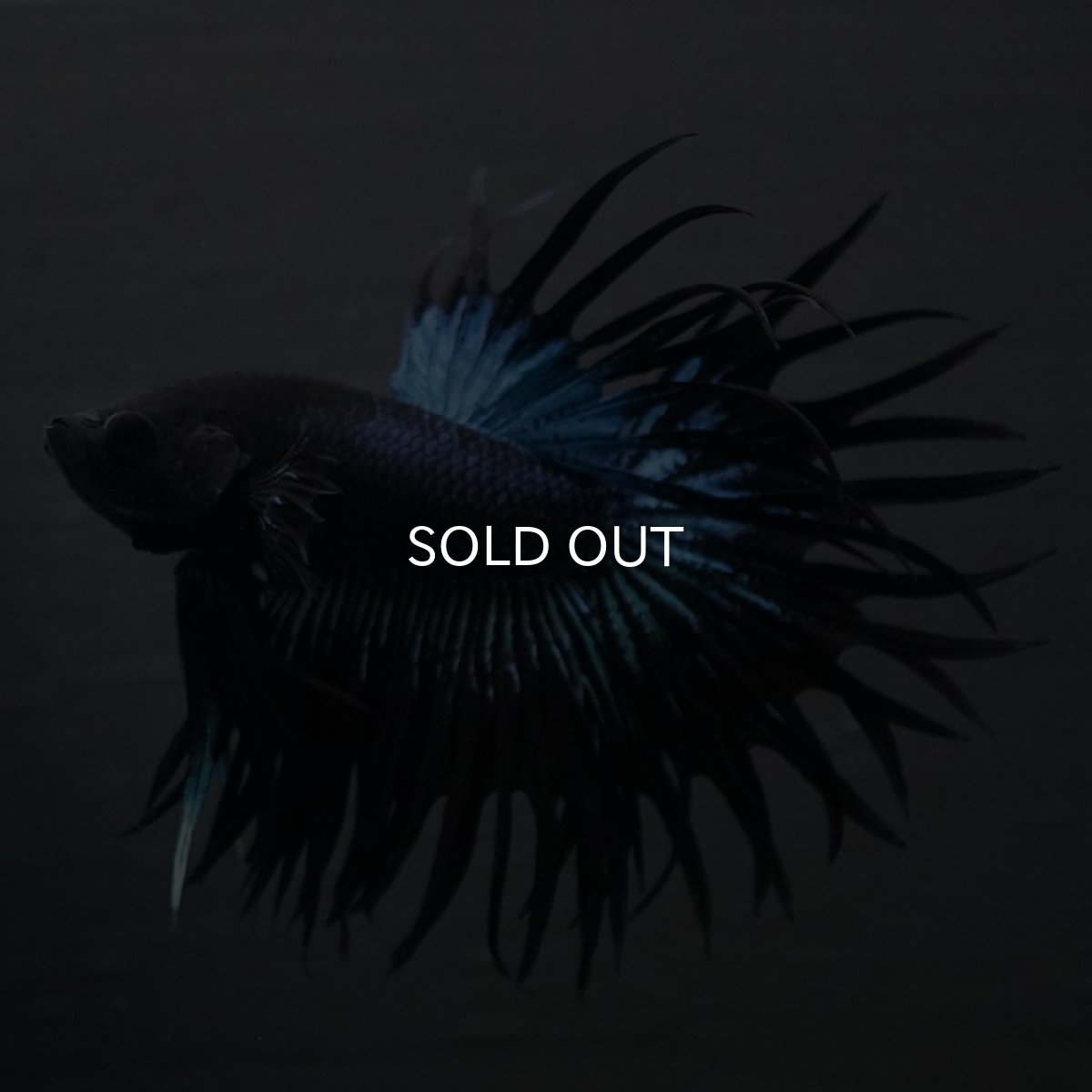 画像2: CT キングクラウン ブラックオーキット (2)