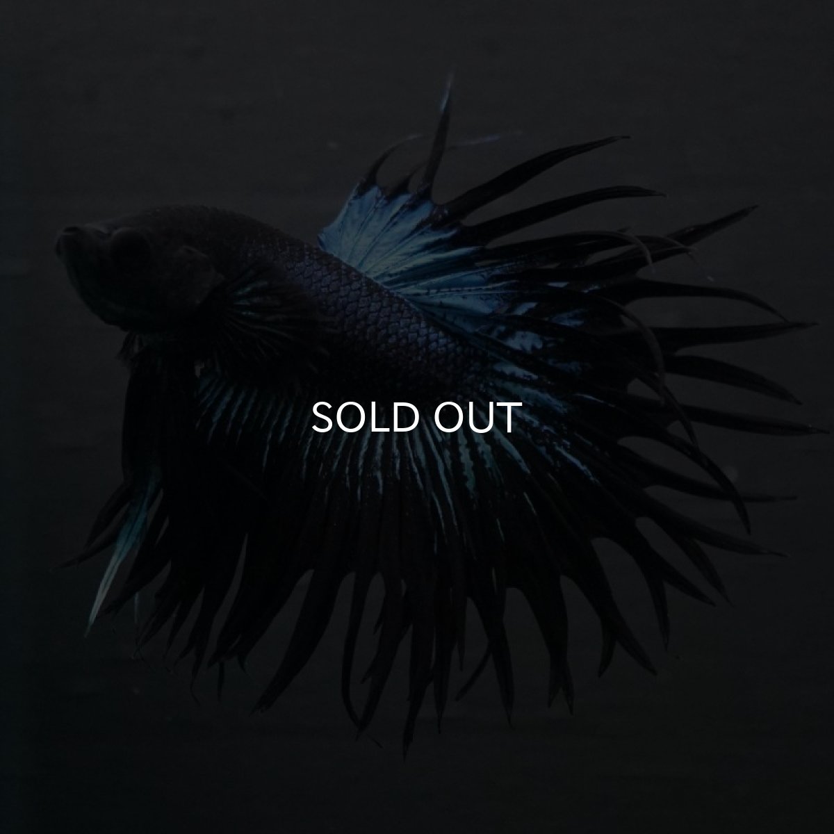 画像5: CT キングクラウン ブラックオーキット (5)