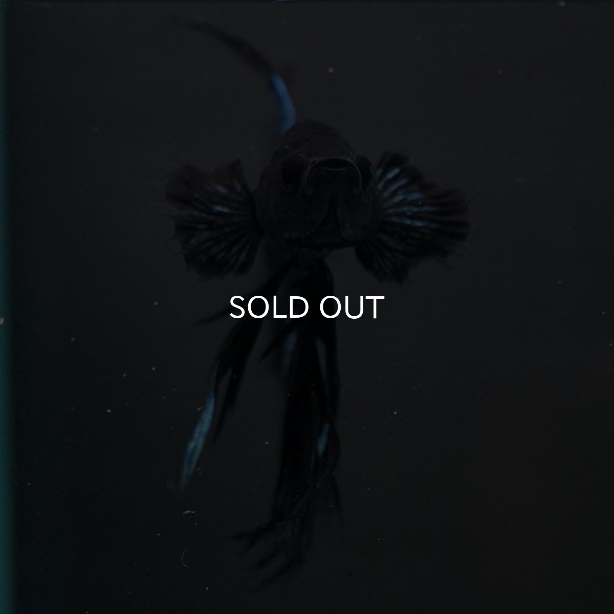 画像4: CT キングクラウン ブラックオーキット (4)