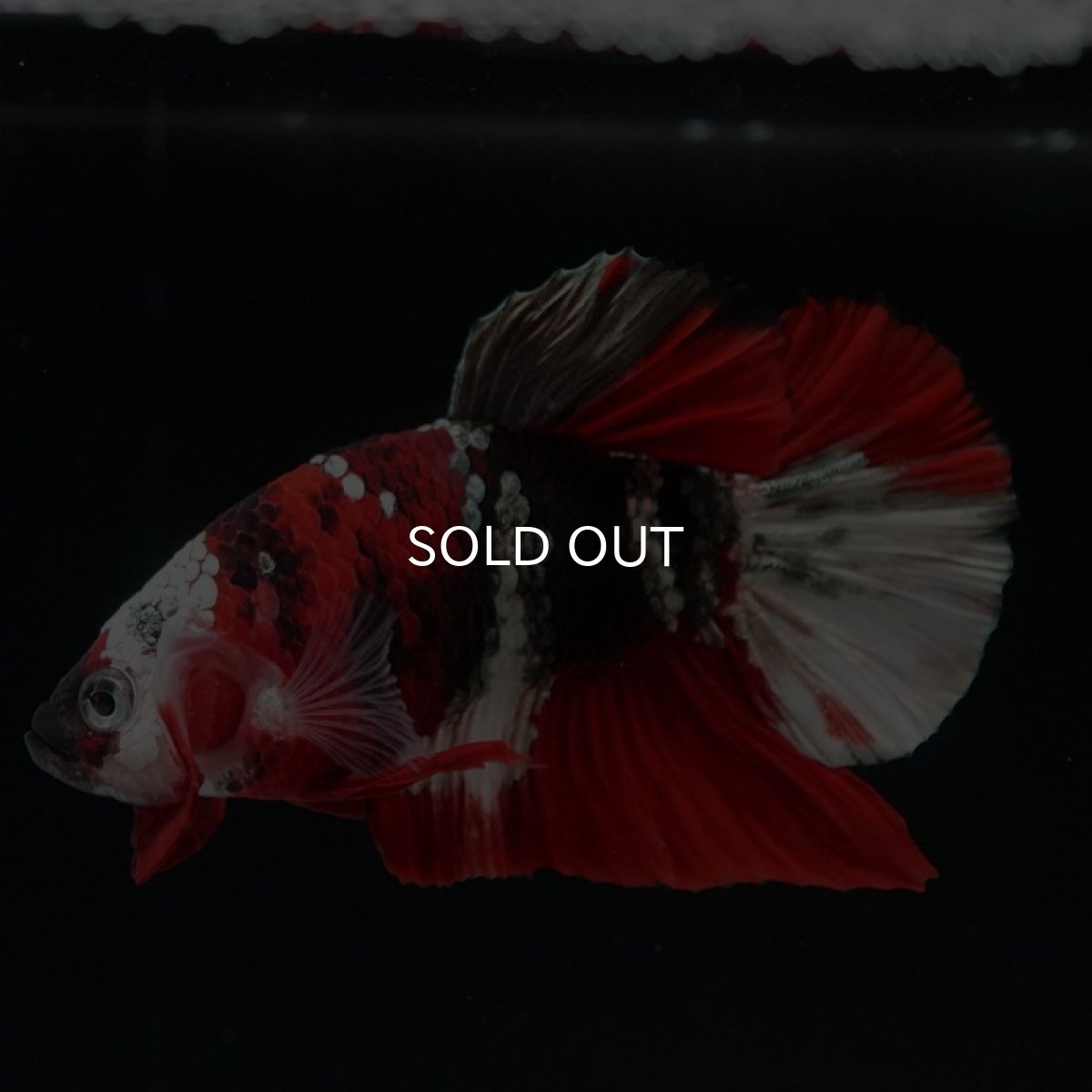 画像2: HMPK 鯉カッパー ホワイトフェイス (2)