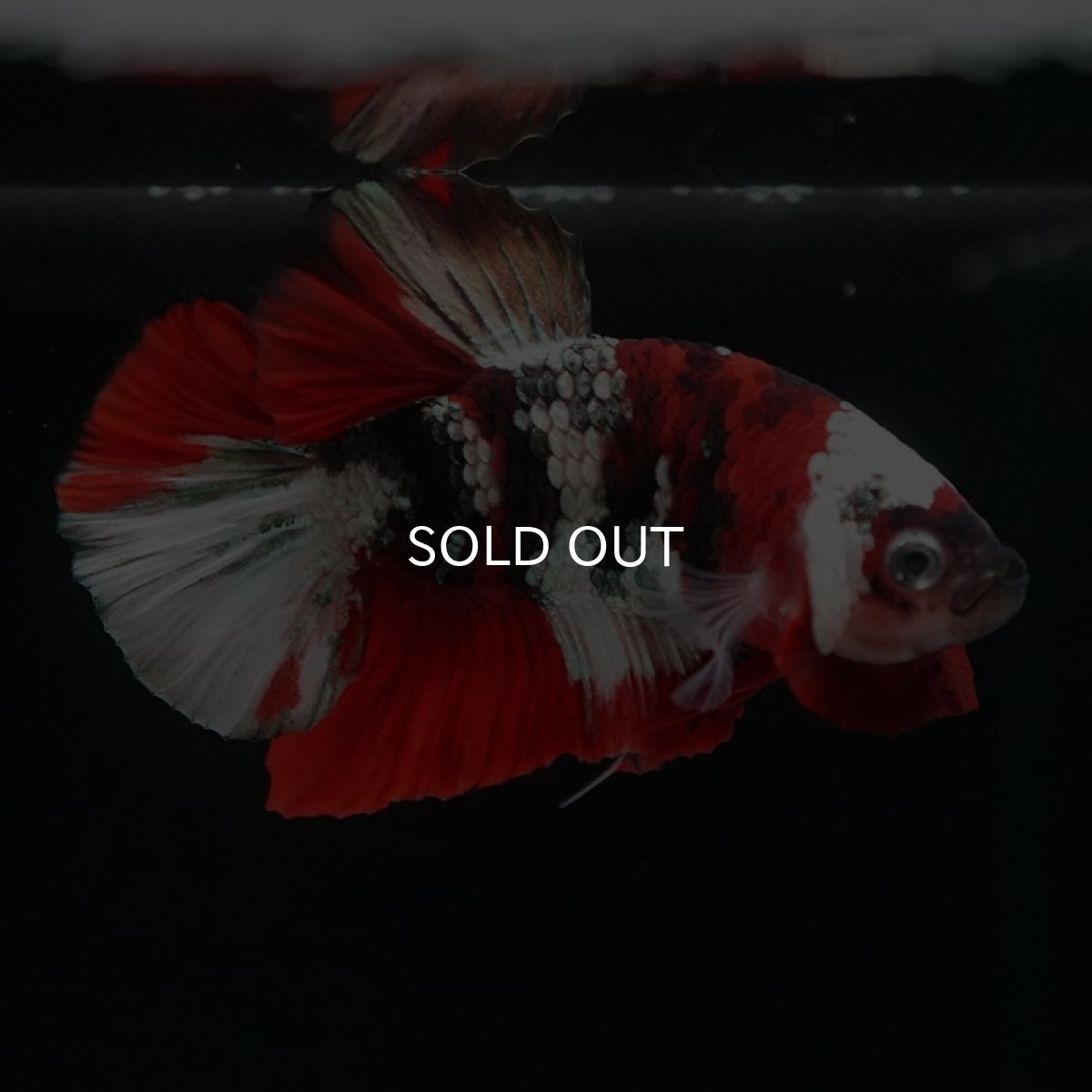 画像10: HMPK 鯉カッパー ホワイトフェイス (10)