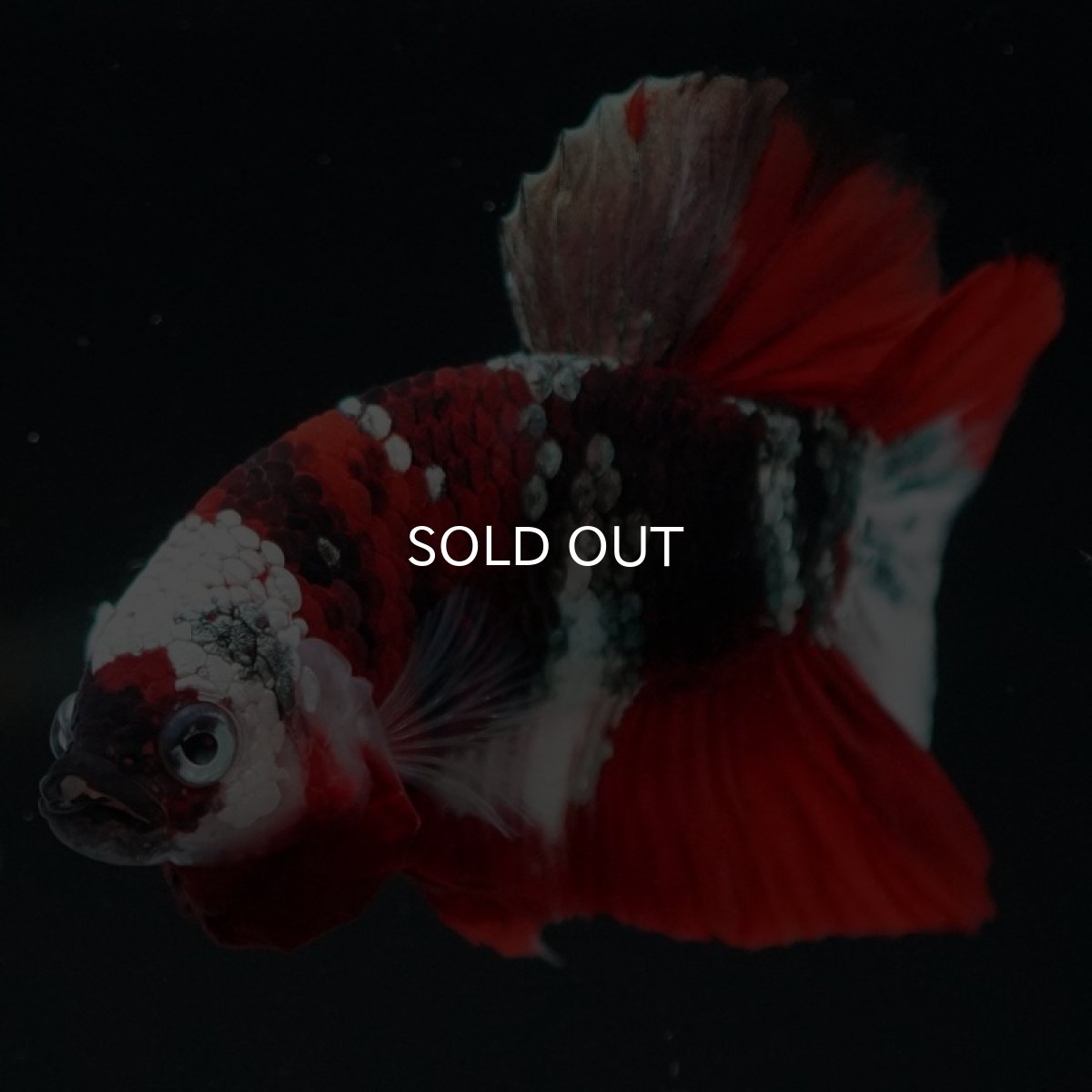 画像9: HMPK 鯉カッパー ホワイトフェイス (9)