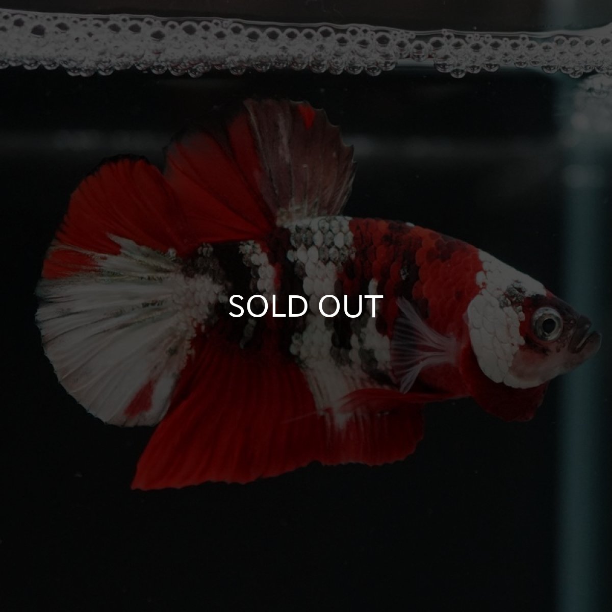 画像8: HMPK 鯉カッパー ホワイトフェイス (8)