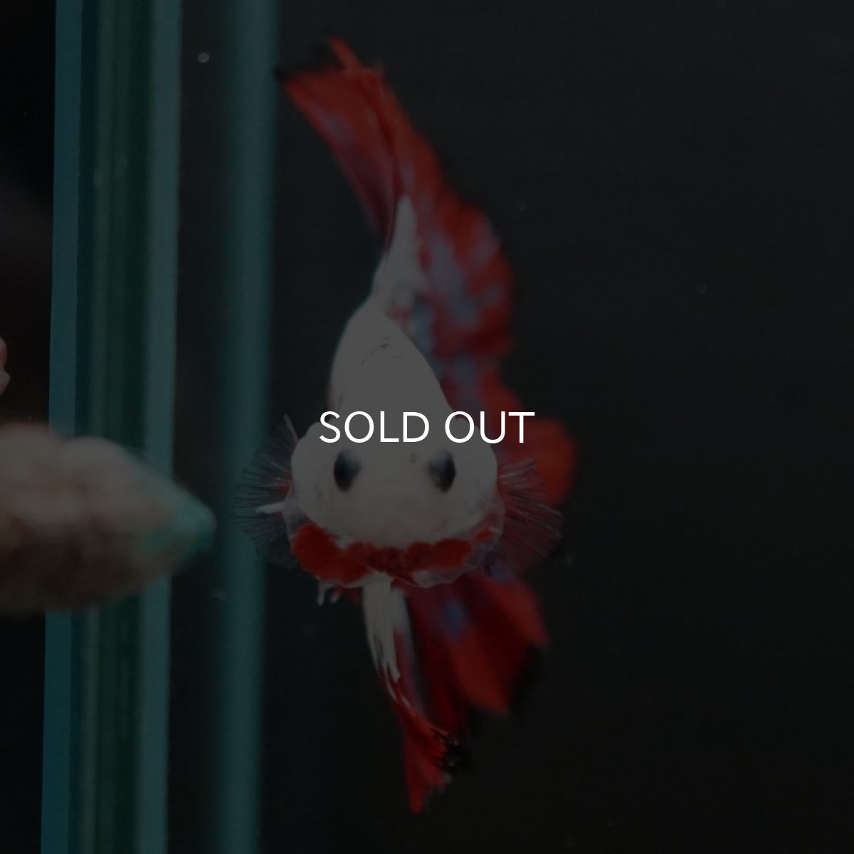 画像4: HM ホワイトファンシー (4)