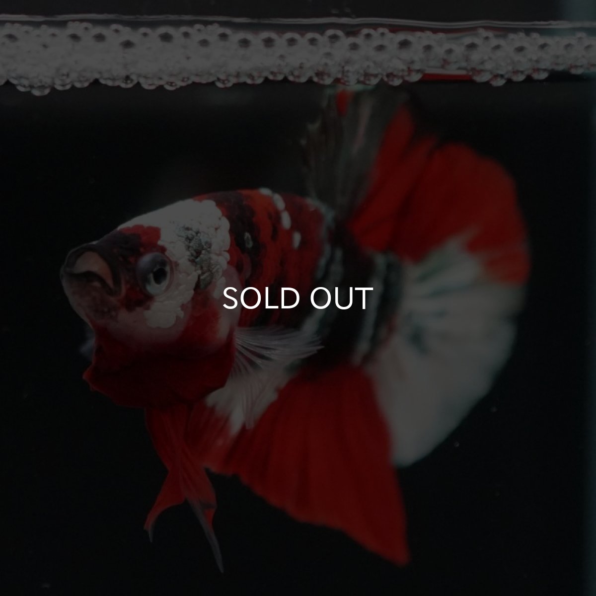 画像7: HMPK 鯉カッパー ホワイトフェイス (7)