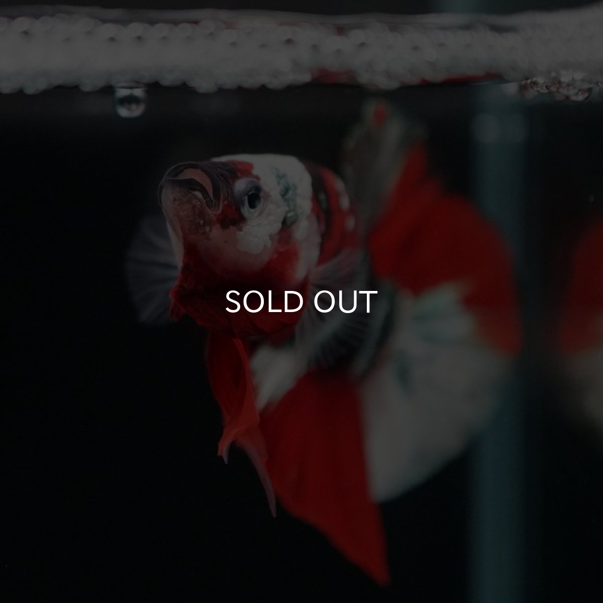 画像6: HMPK 鯉カッパー ホワイトフェイス (6)