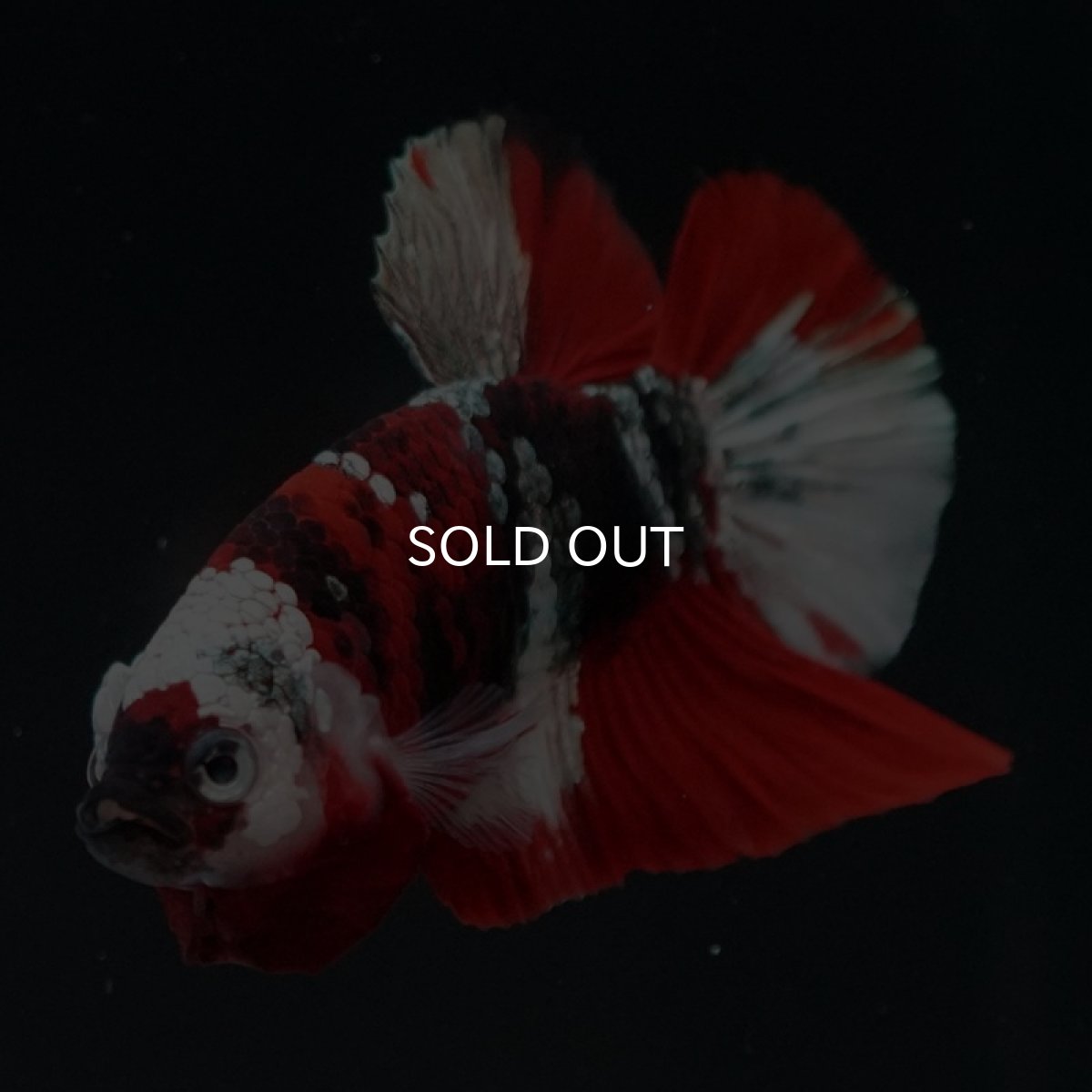 画像3: HMPK 鯉カッパー ホワイトフェイス (3)