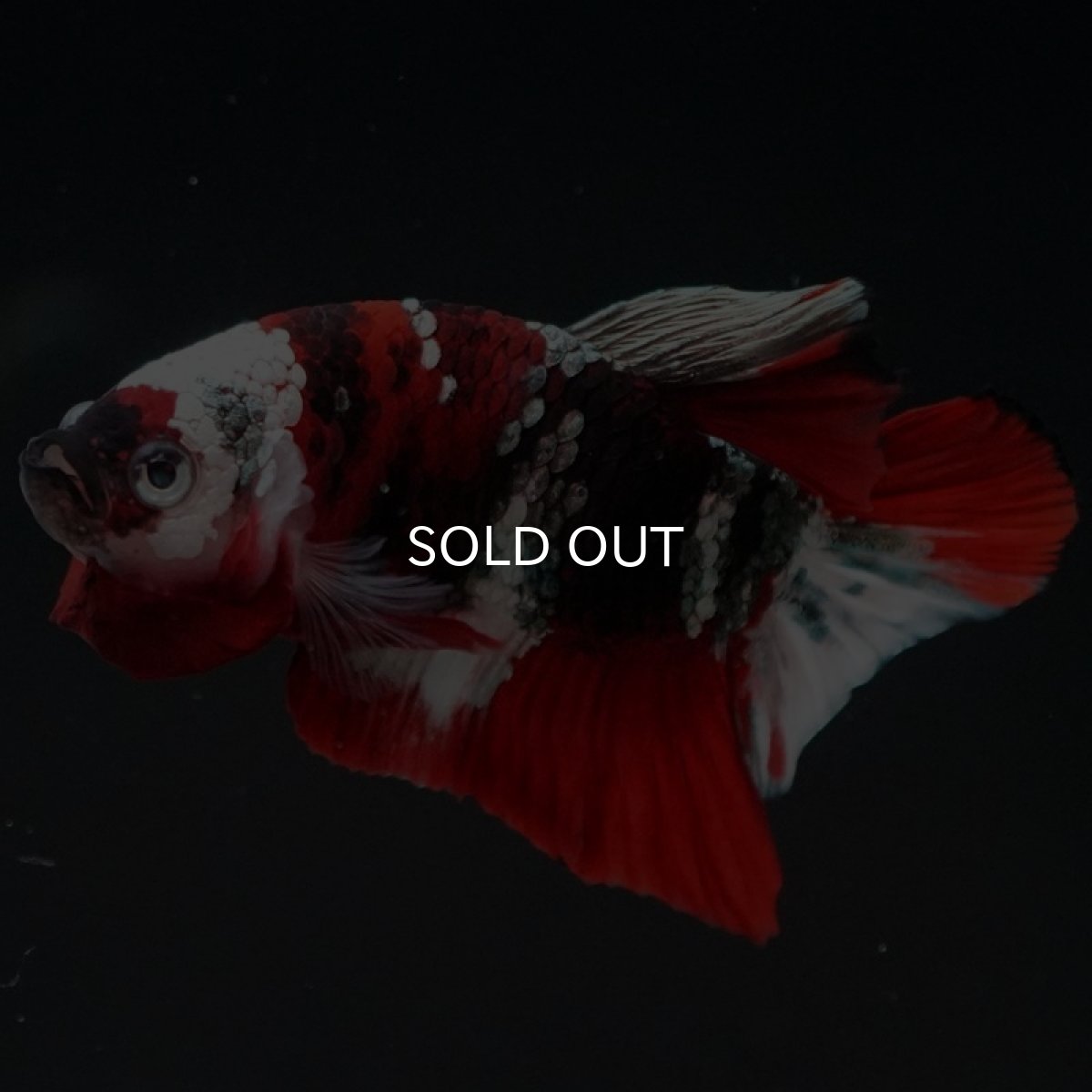 画像5: HMPK 鯉カッパー ホワイトフェイス (5)