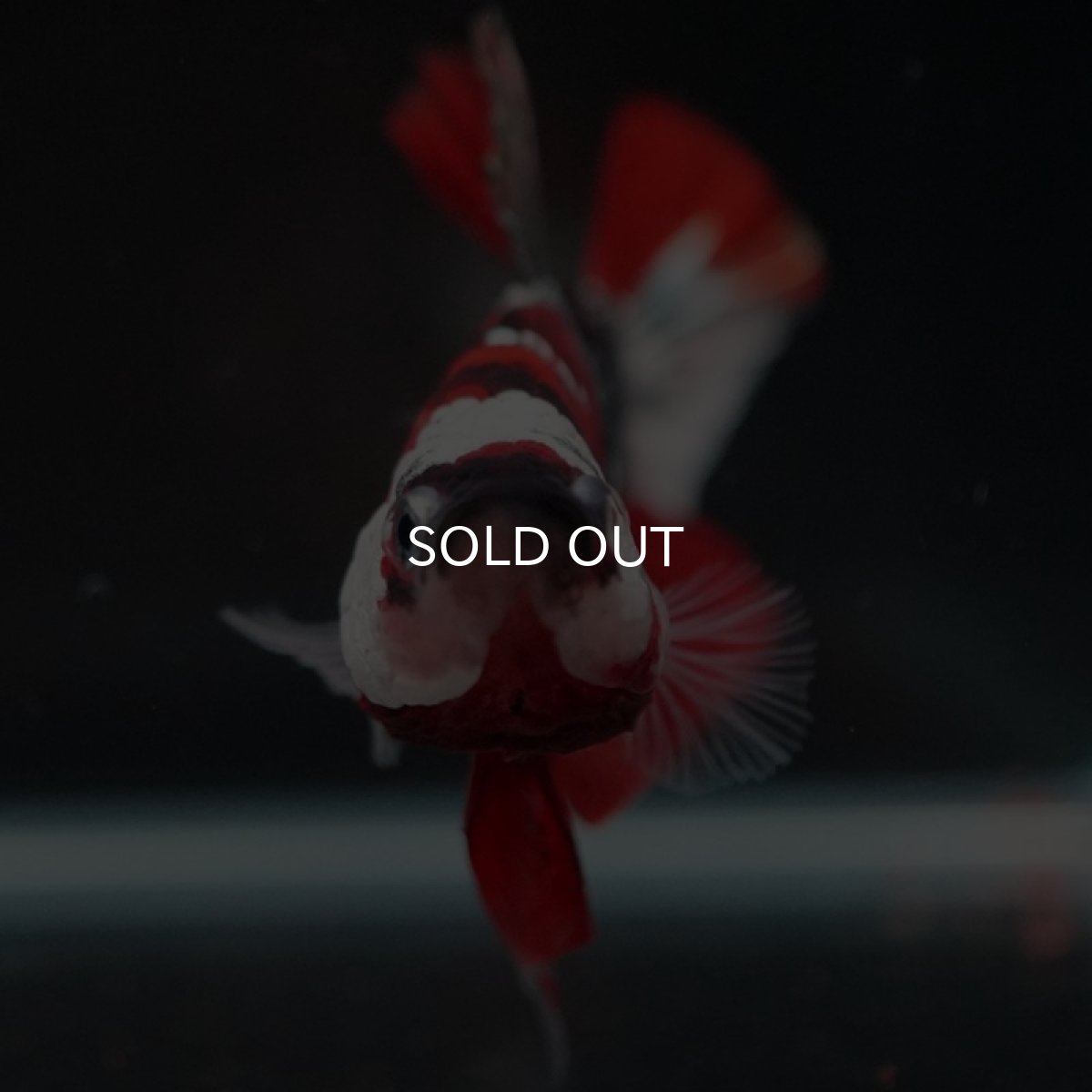 画像4: HMPK 鯉カッパー ホワイトフェイス (4)