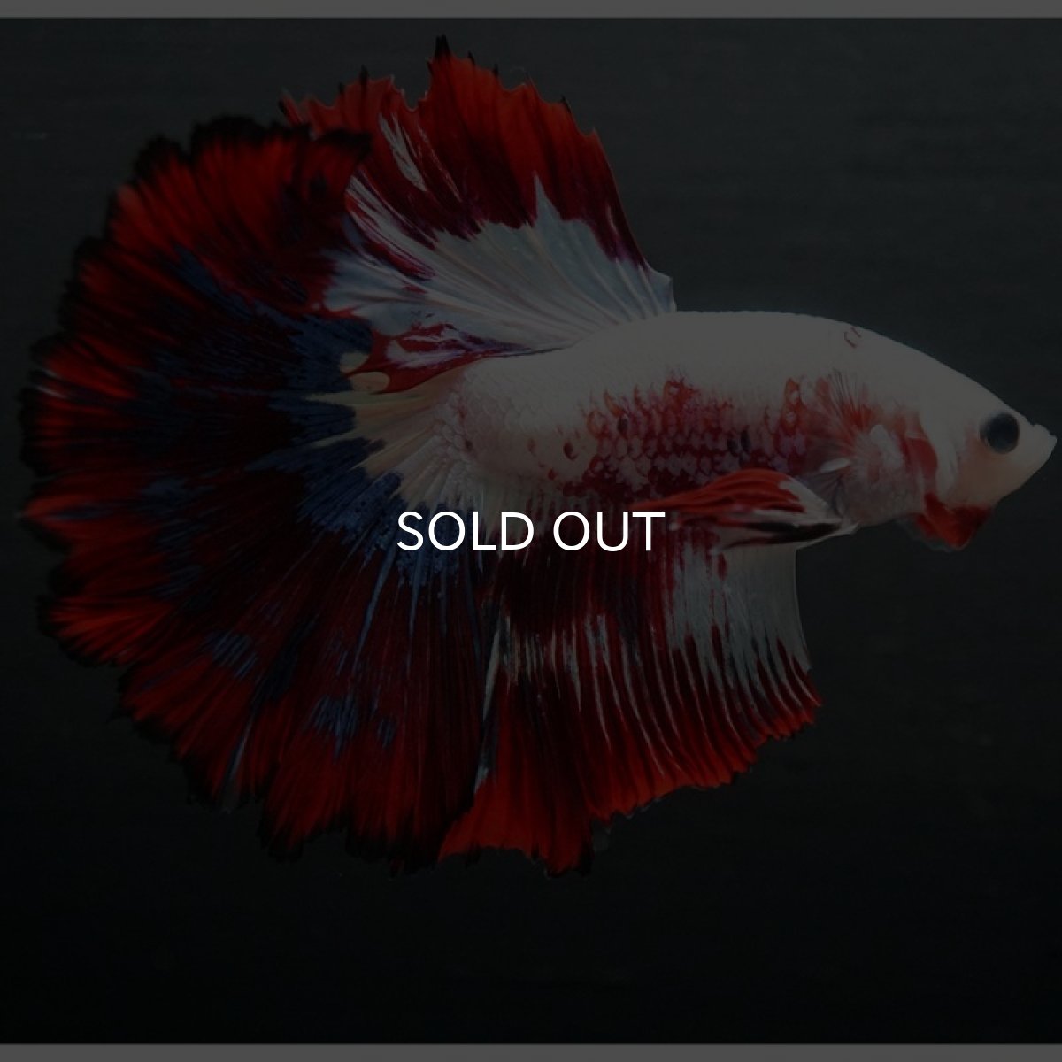 画像3: HM ホワイトファンシー (3)