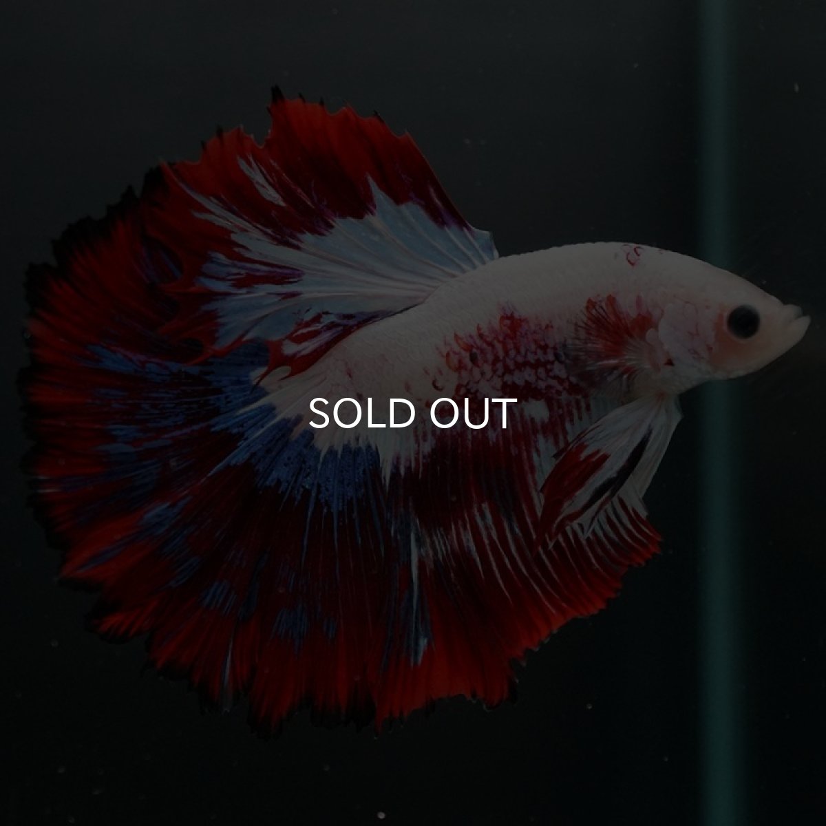 画像2: HM ホワイトファンシー (2)