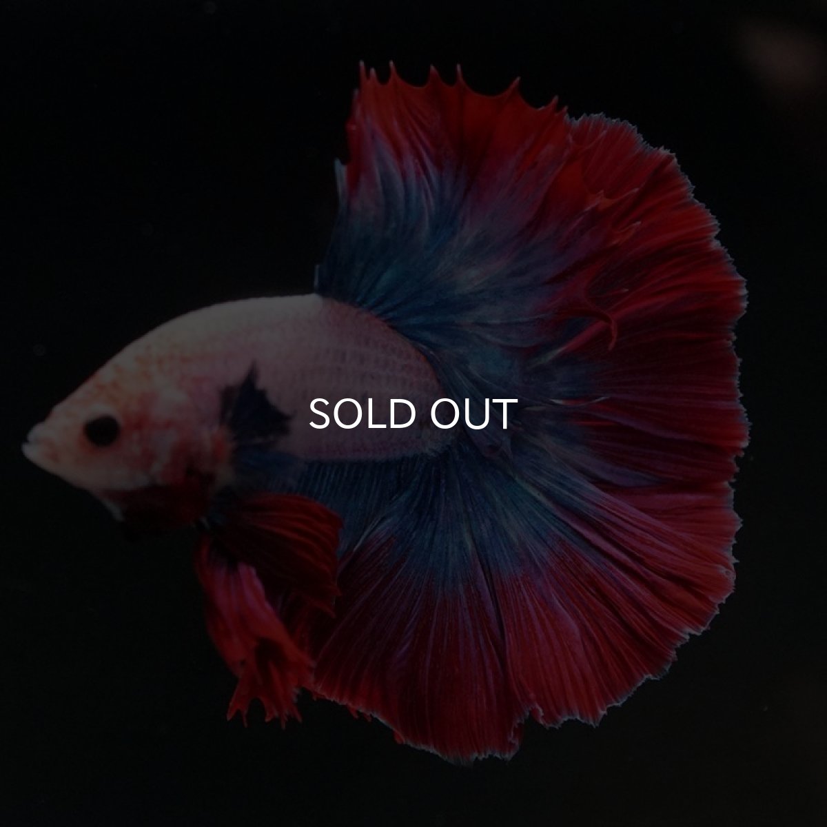 画像6: HM タイフラッグ (6)