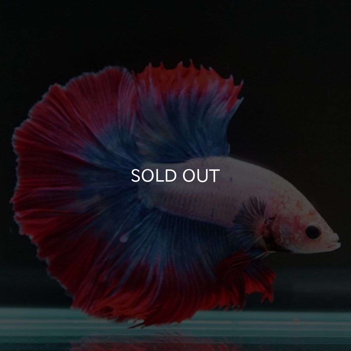 画像5: HM タイフラッグ (5)