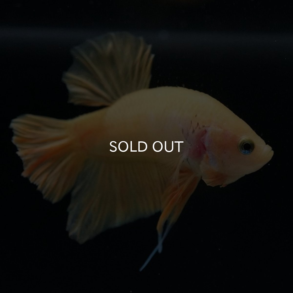 画像6: HMPK　イエローファンシー (6)