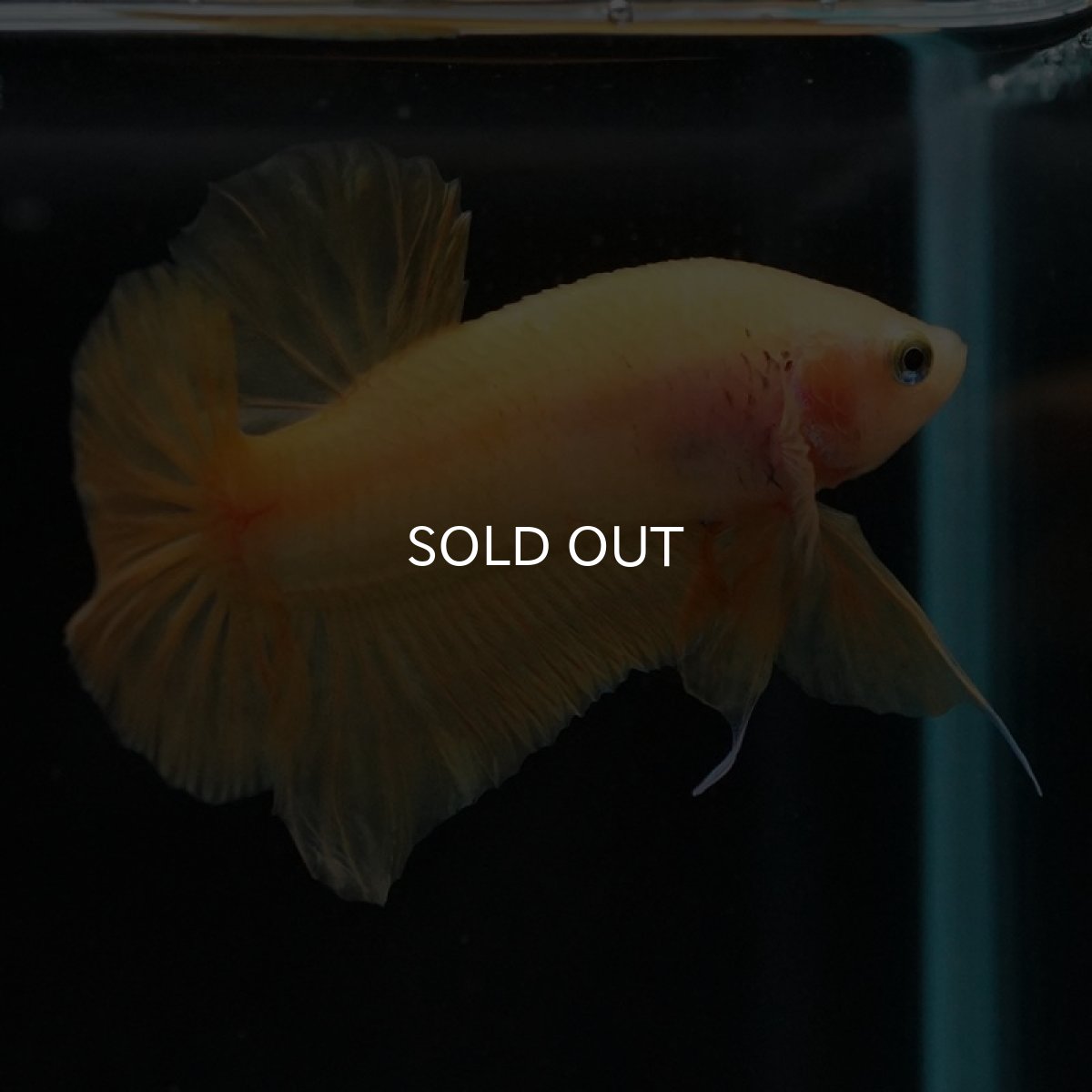 画像2: HMPK　イエローファンシー (2)