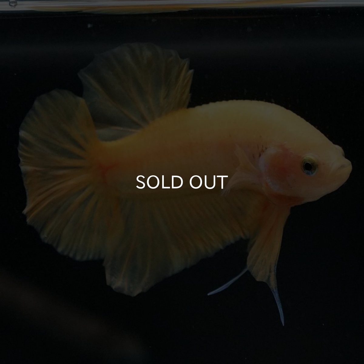 画像4: HMPK　イエローファンシー (4)