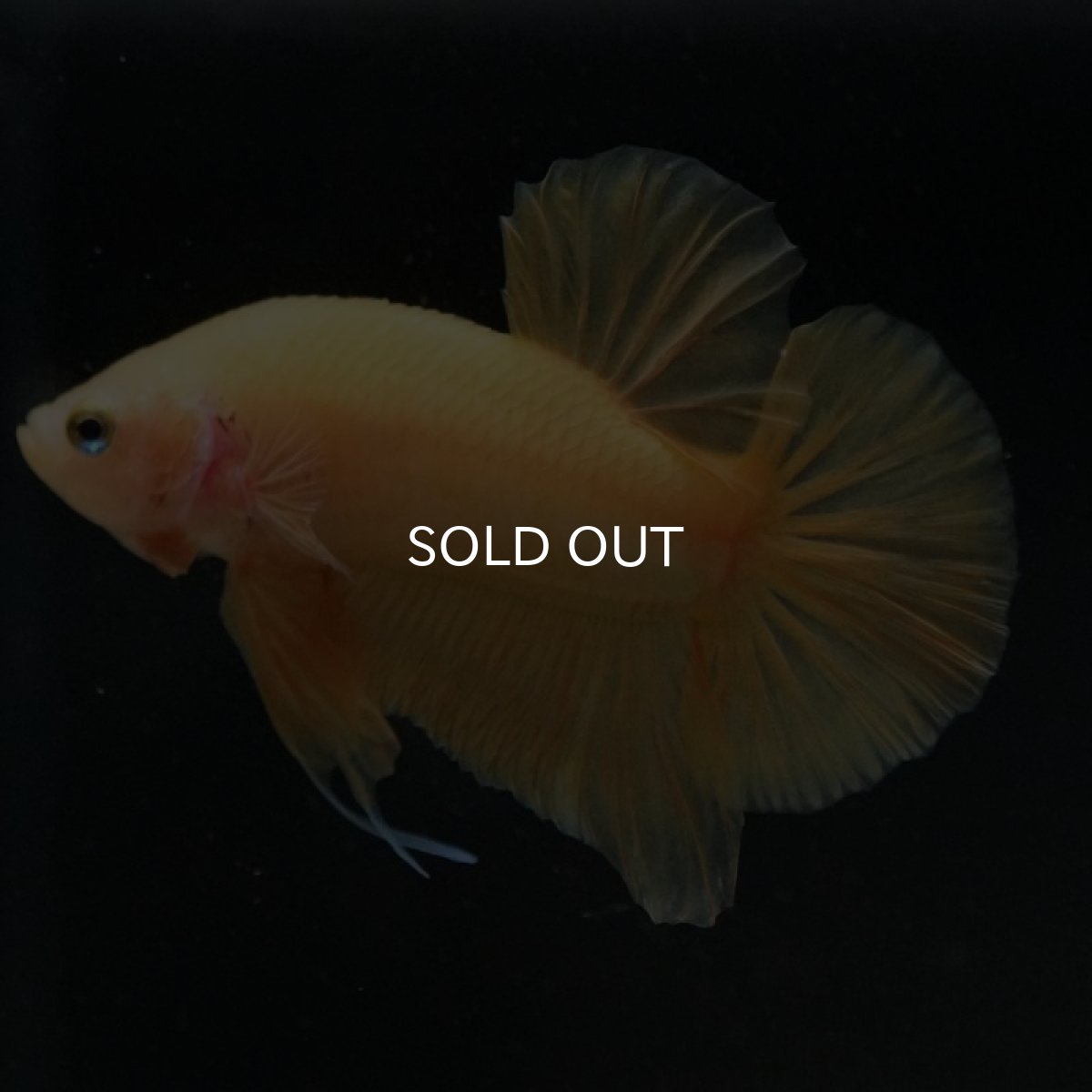 画像3: HMPK　イエローファンシー (3)