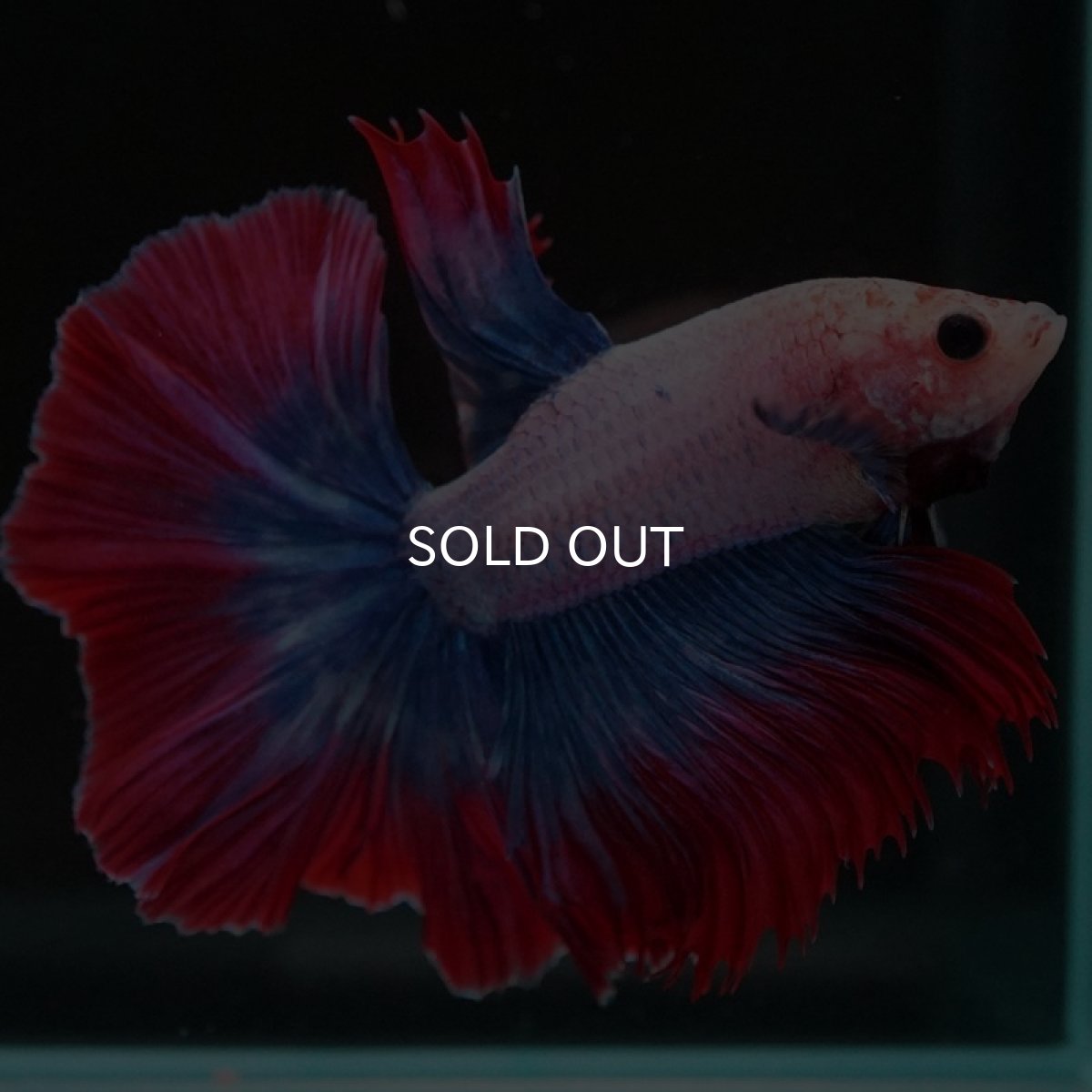 画像4: HM タイフラッグ (4)