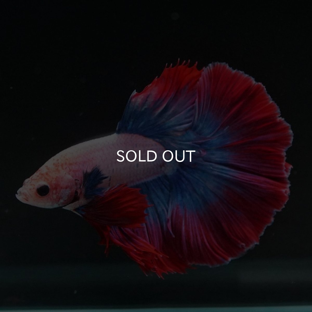 画像3: HM タイフラッグ (3)