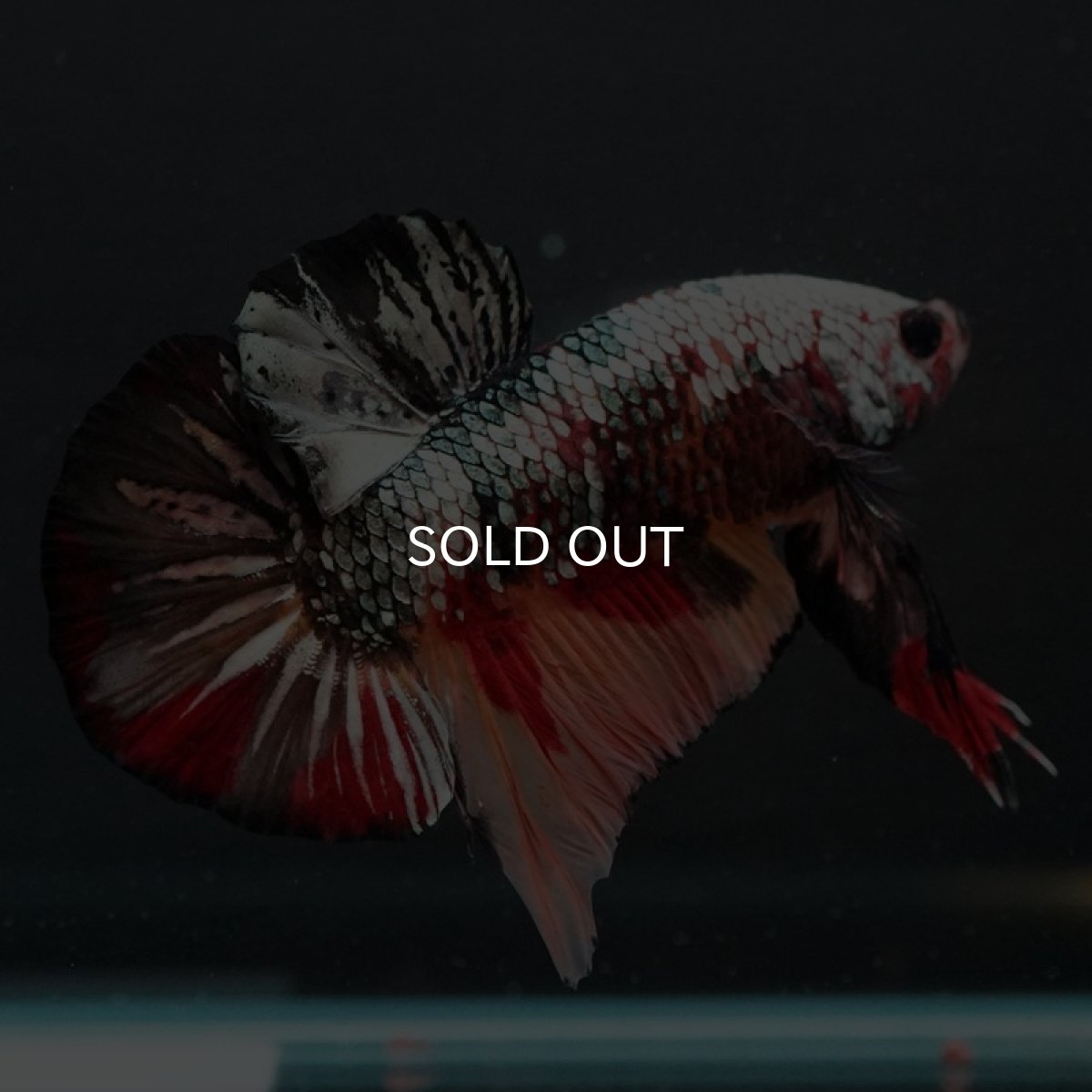 画像6: HMPK キャンディカッパー (6)