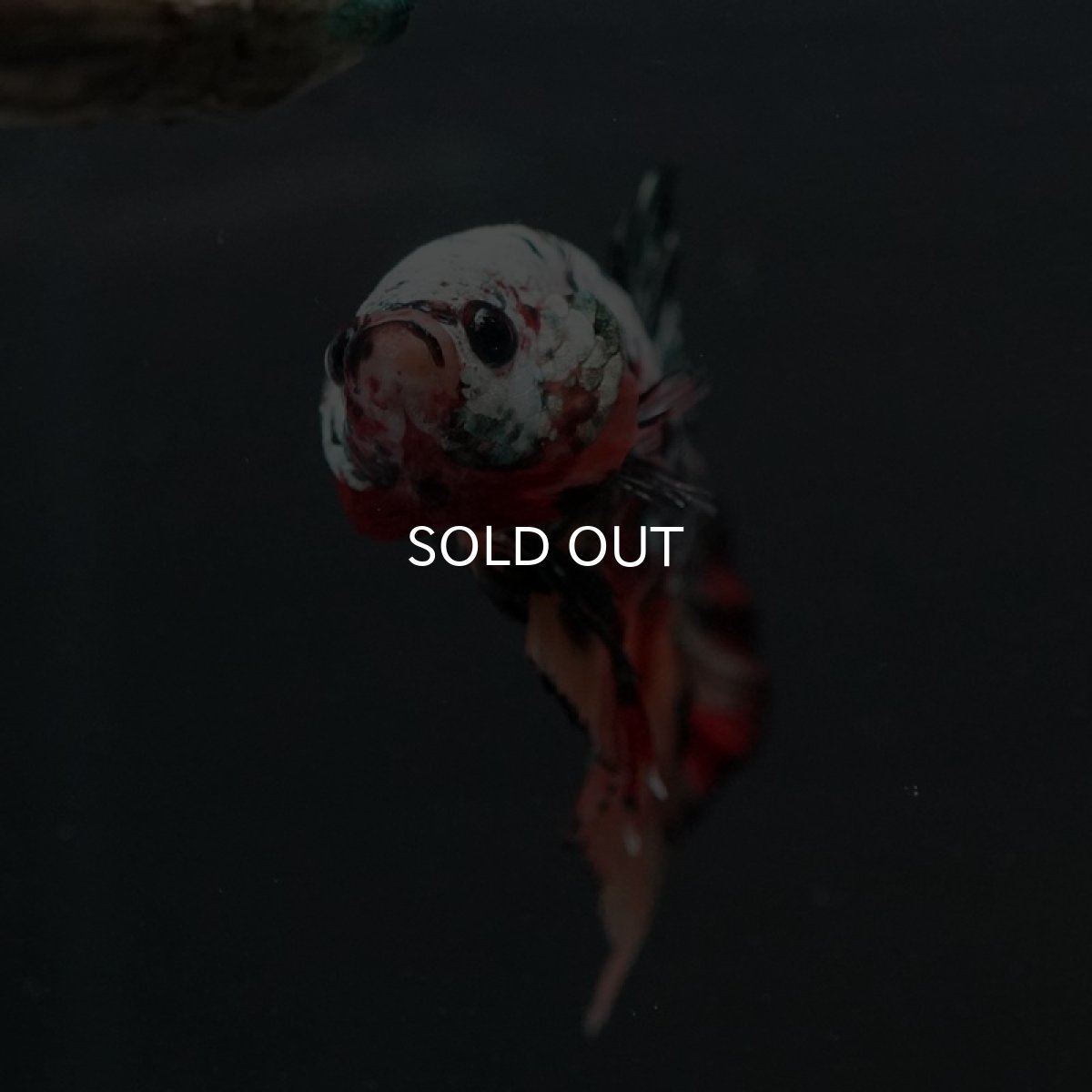 画像5: HMPK キャンディカッパー (5)