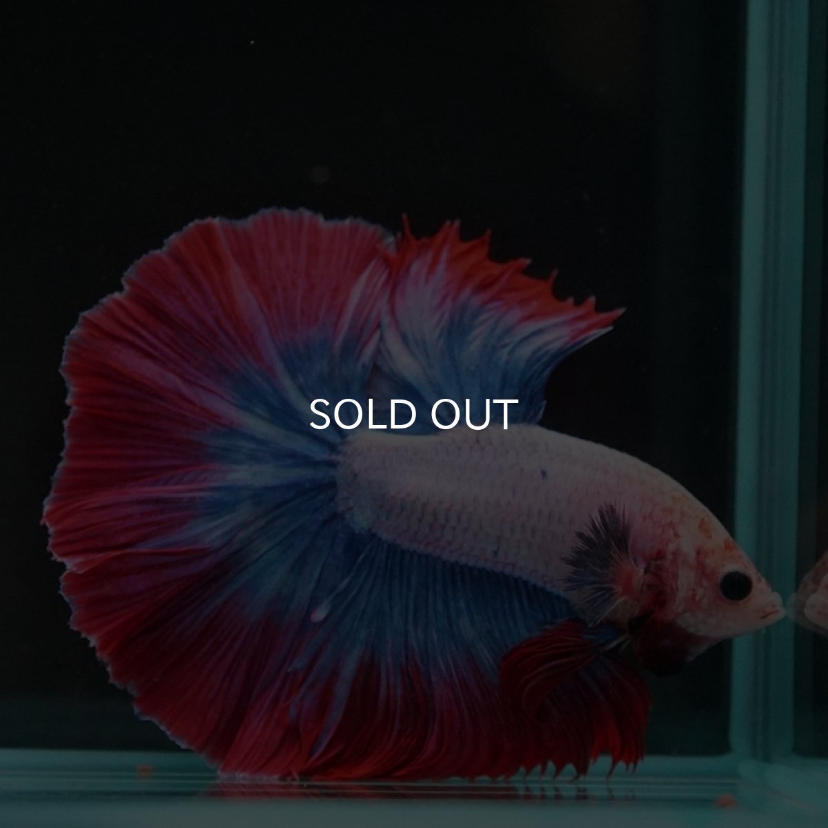 画像2: HM タイフラッグ (2)