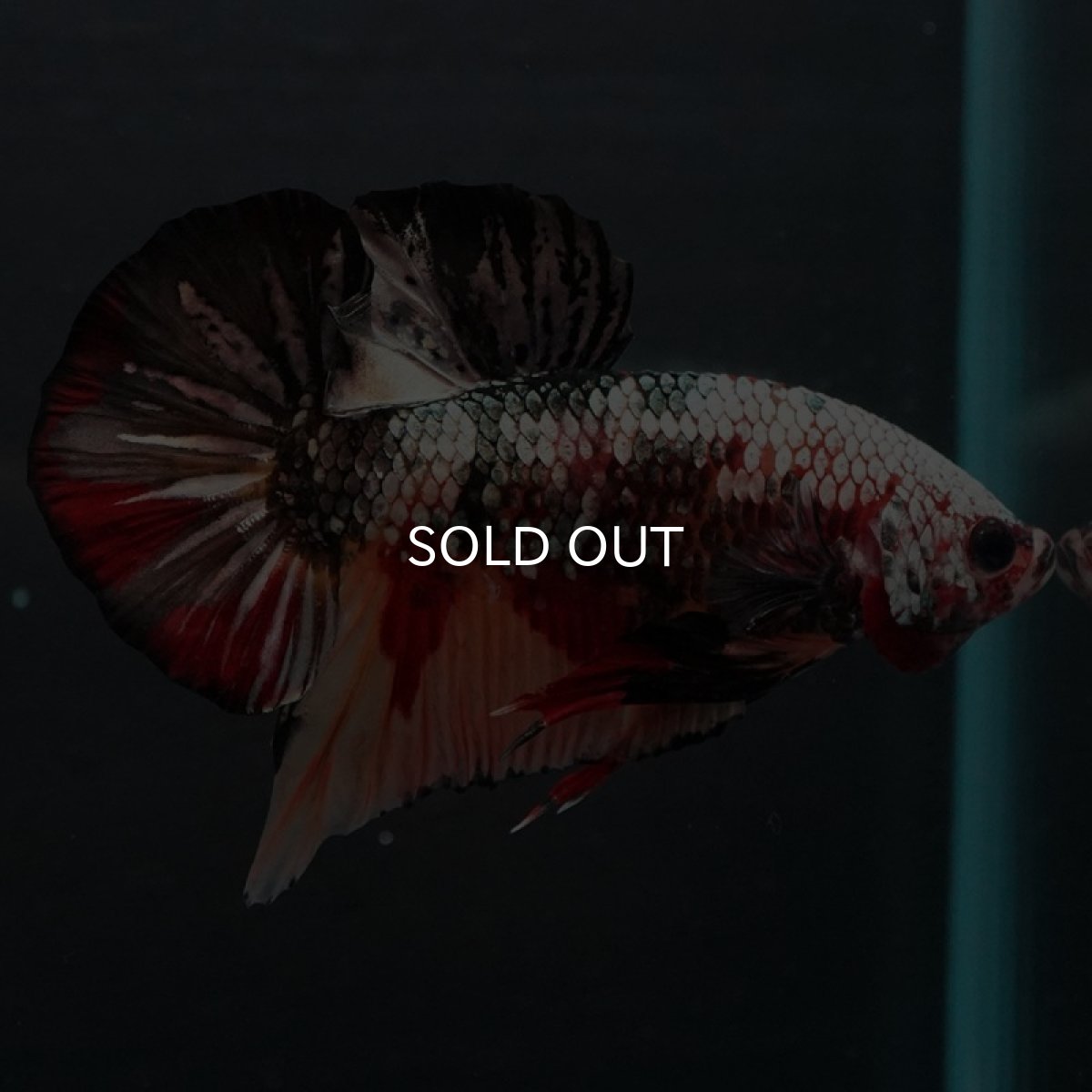 画像4: HMPK キャンディカッパー (4)