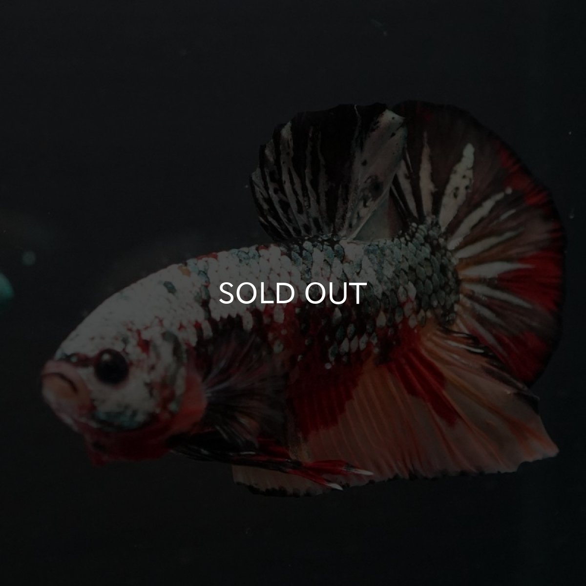 画像3: HMPK キャンディカッパー (3)