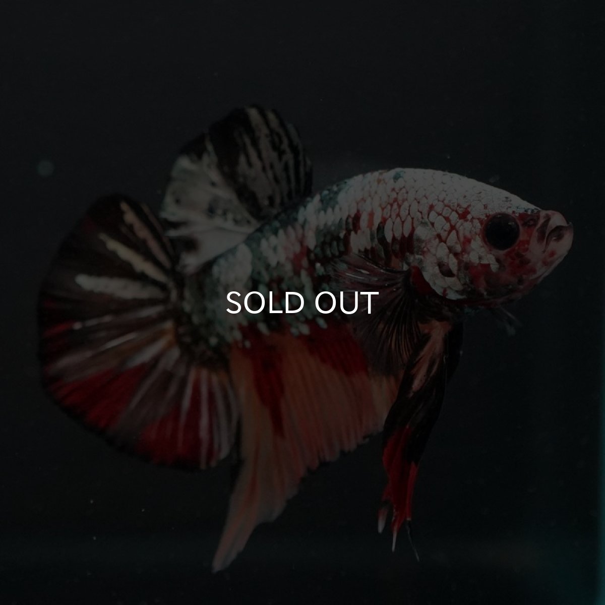 画像2: HMPK キャンディカッパー (2)