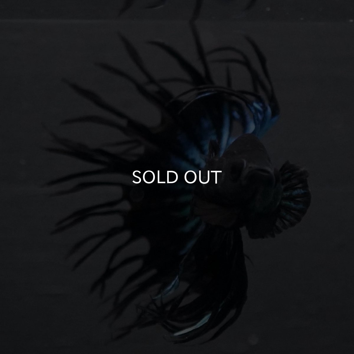 画像3: CT キングクラウン ブラックオーキット (3)