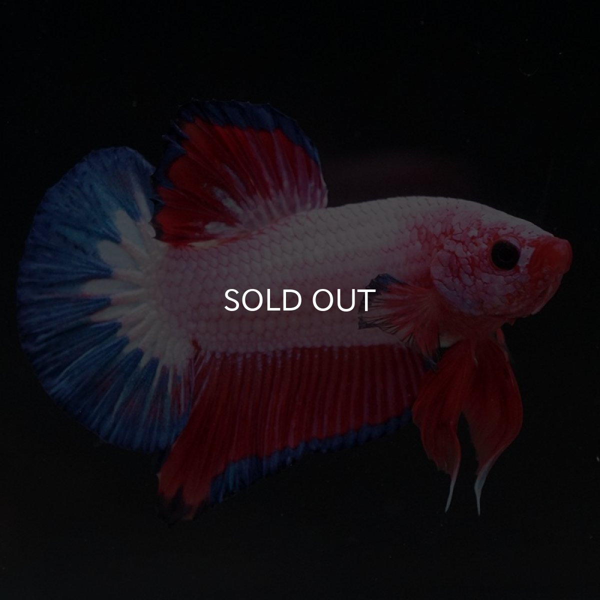 画像2: HMPK ファンシー (2)