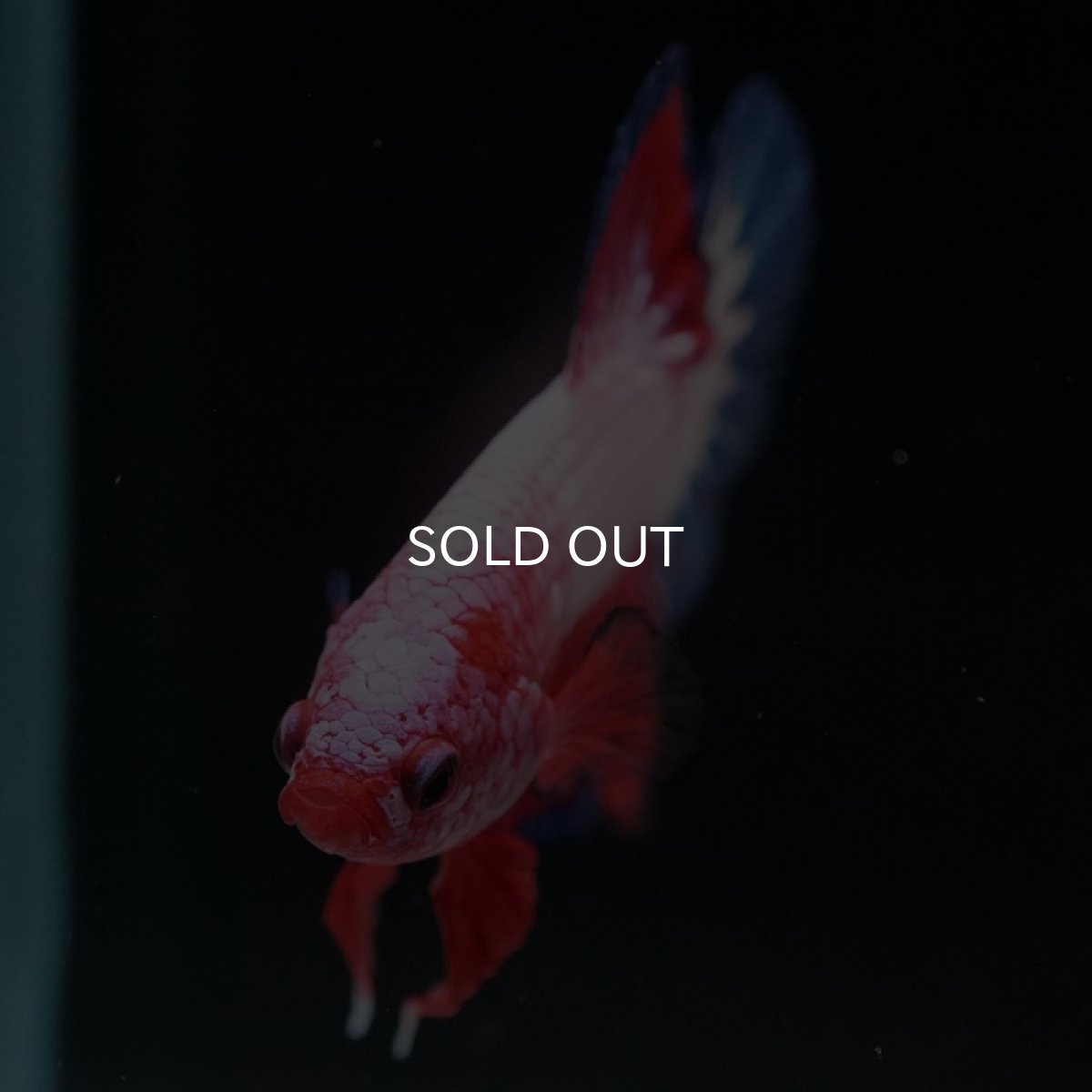 画像11: HMPK ファンシー (11)