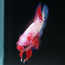 画像11: HMPK　ファンシー (11)