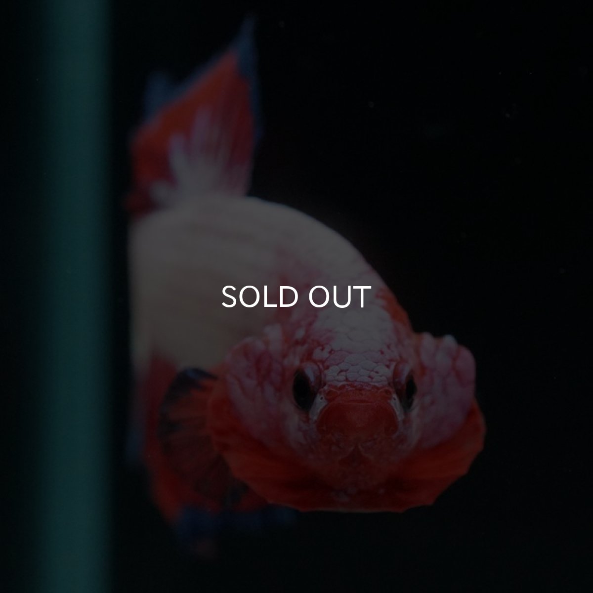 画像10: HMPK ファンシー (10)