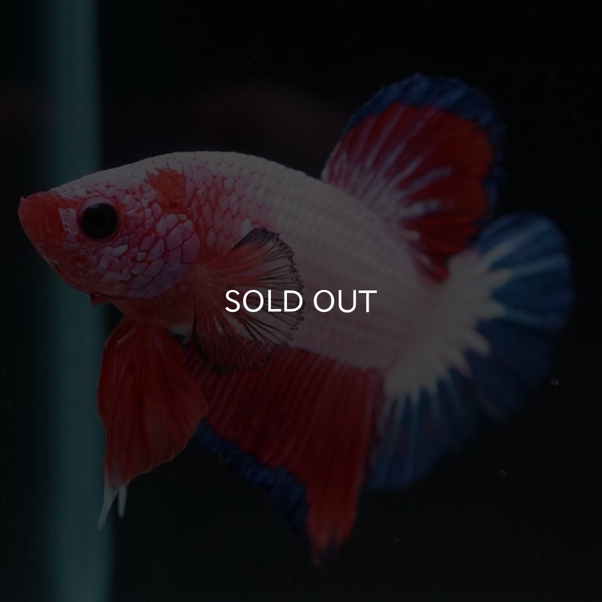 画像9: HMPK ファンシー (9)